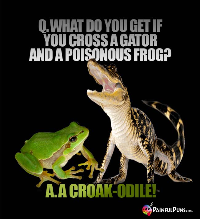 Q. What do you get if you cross a gator and a poisonous frog? A. A croak-odile!