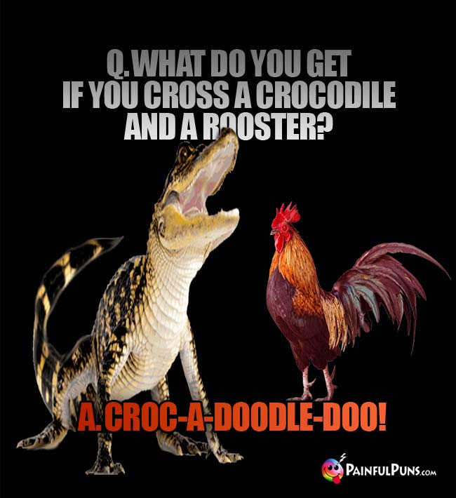 Q. What do you get if you cross a crocodile and a rooster? A. Croc-a-doodle-doo!