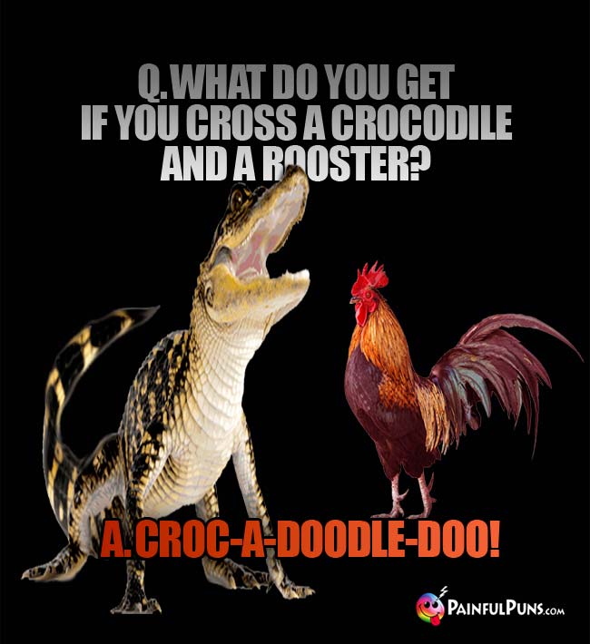 Q. What do you get if you cross a crocodile and a rooster? A. Croc-a-doodle-doo!