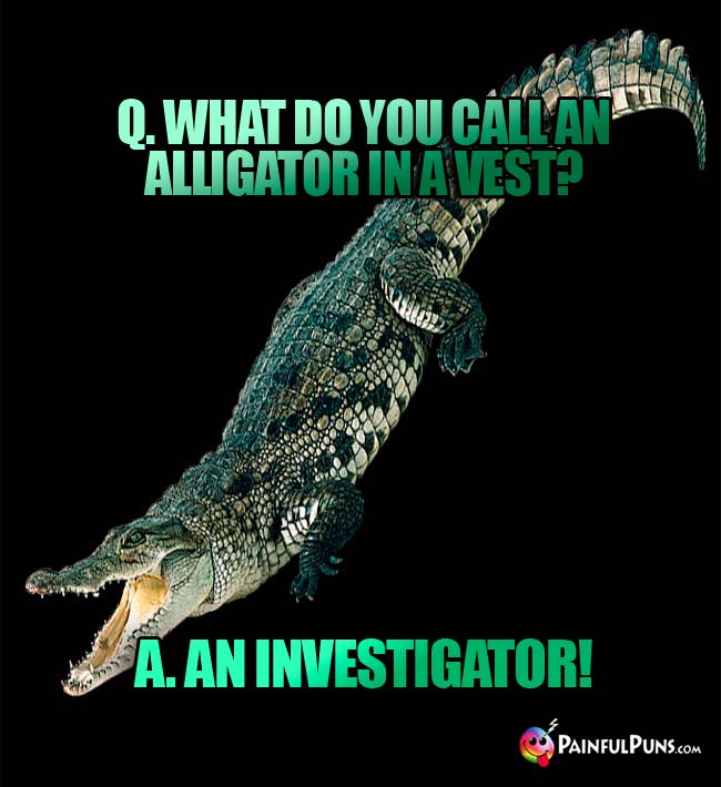 Q. What do you call an alligator in a vest? A. An investigator!