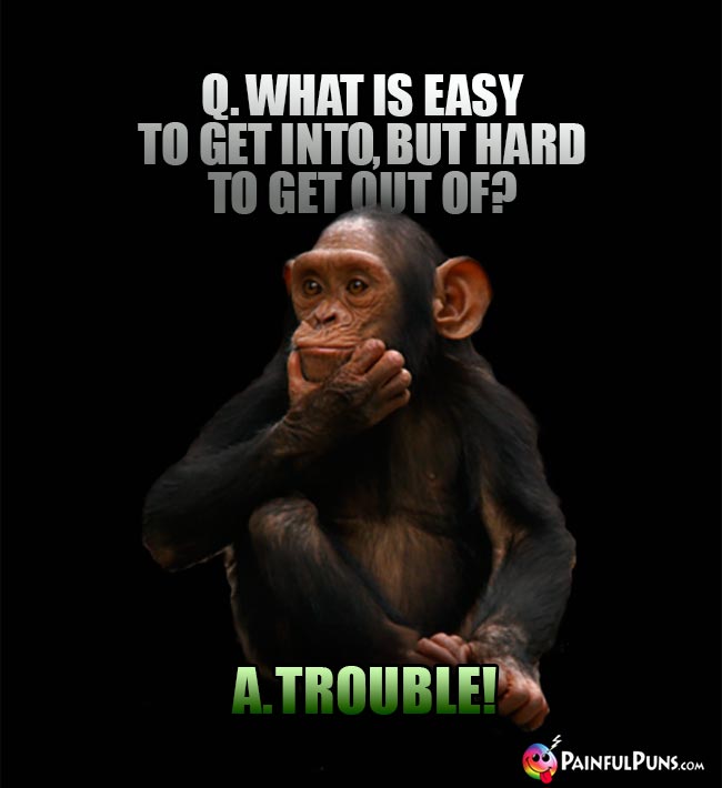 Chimp Asks: What is easy to get into, but hard to get out of? A. Trouble!