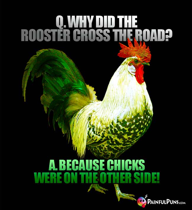 q. Why did the rooster cross the road? A. because chicks were on the other side!