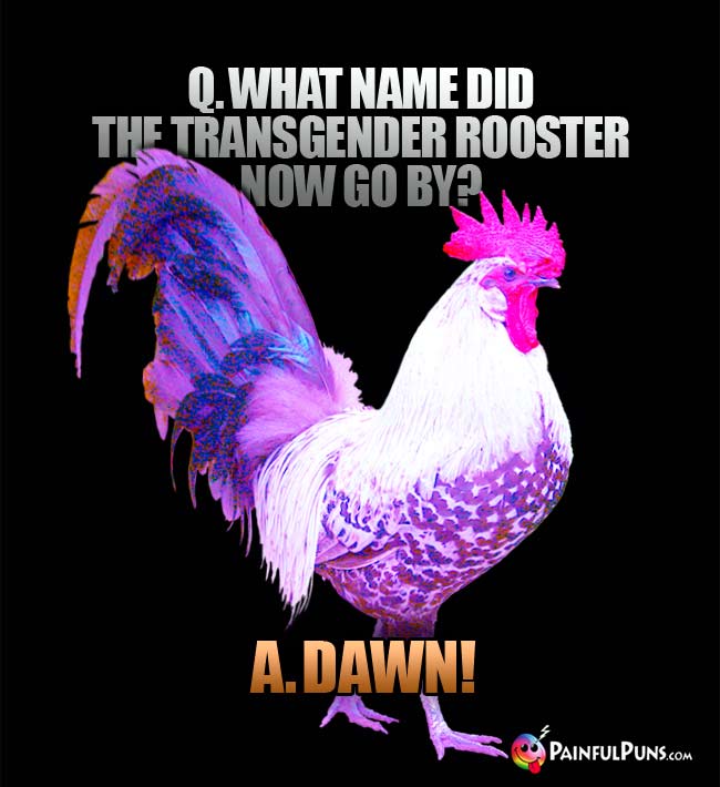 Q. What name did the transgender rooster now go by? A. Dawn!
