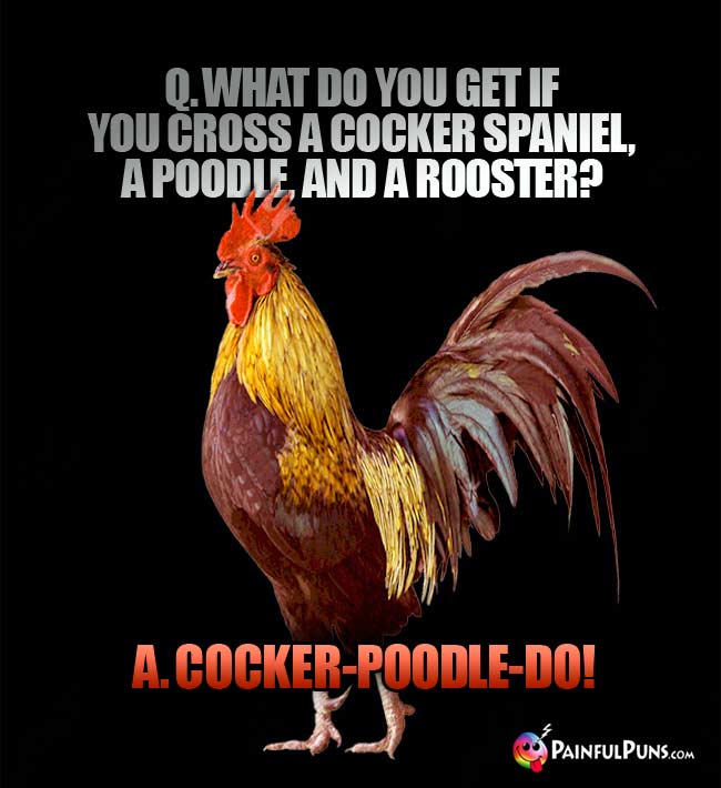 Q. What do you get if you cross a Cocker  Spaniel, a poodle, and a rooster? A. Cocker-Poodle-Do1