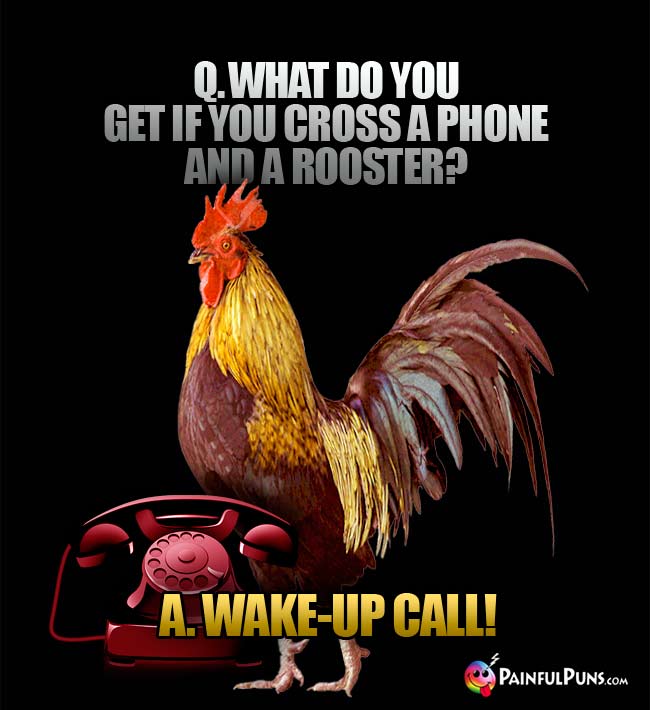 Q. What do you get if you cross a phone and a rooster? A. Wake-up call!