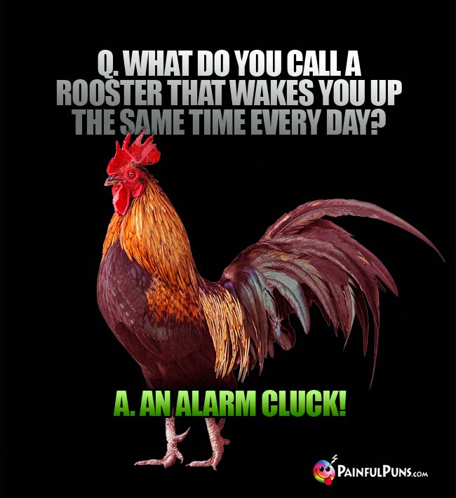 Q. What do you call a rooster that wakes you up the same time every day? a. An alarm cluck!