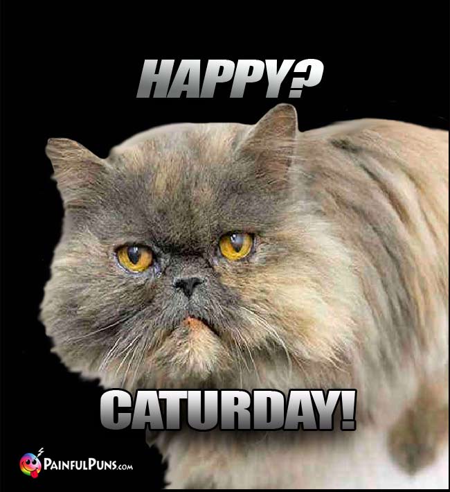 Cat says: Happy? Caturday!