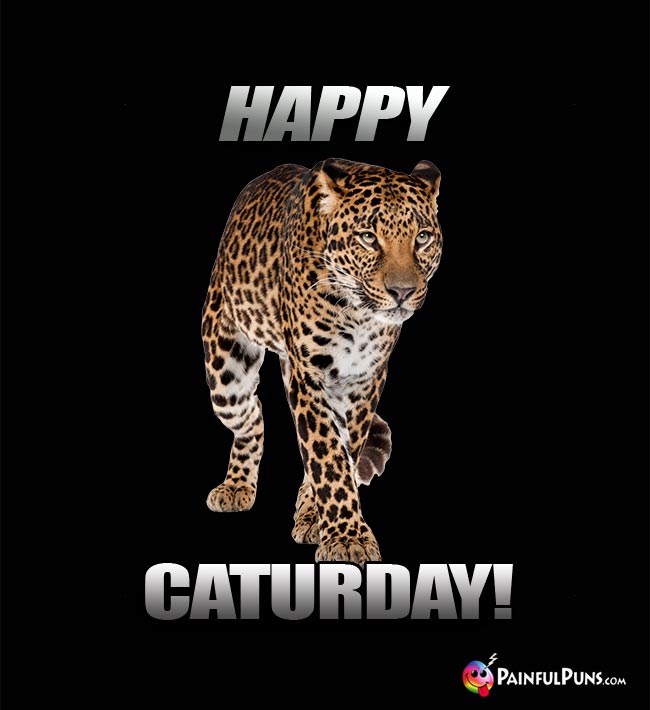 Cheetah says: Happy Caturday!