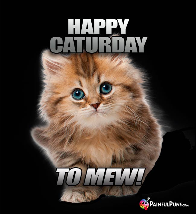 Cute kitten says: Happy Caturday To Mew!