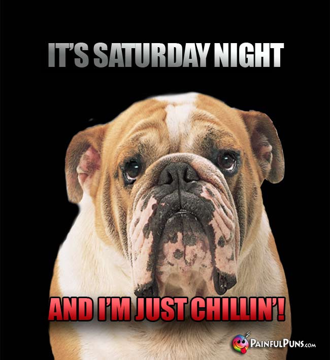 Bulldog says: It's Saturday night, and I'm just chillin'!