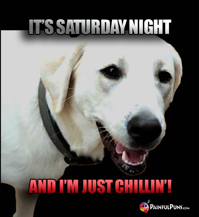Mellow yellow lab says: It's Saturday night, and I'm just chillin'!