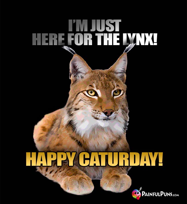 Bobcat says: I'm just here for the lynx! Happy Caturday!