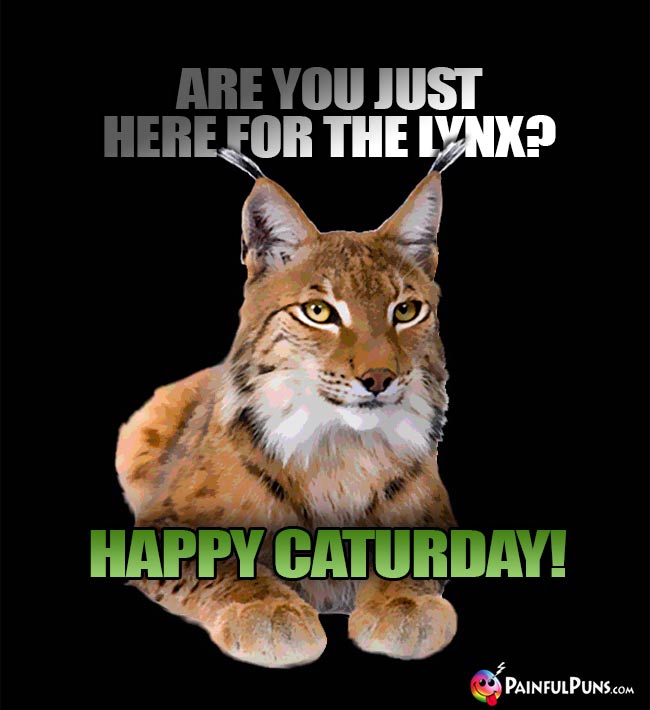 Are you just here for the lynx? Happy Caturday!