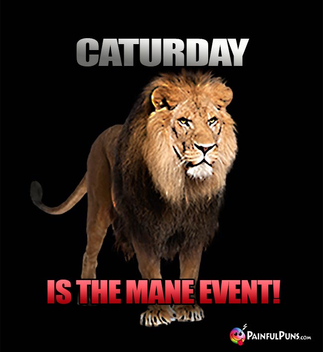 Lion Says: Caturday is the Mane Event!