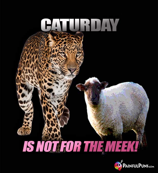 Sheep Says to a Leopard: Caturday is not for the meek!