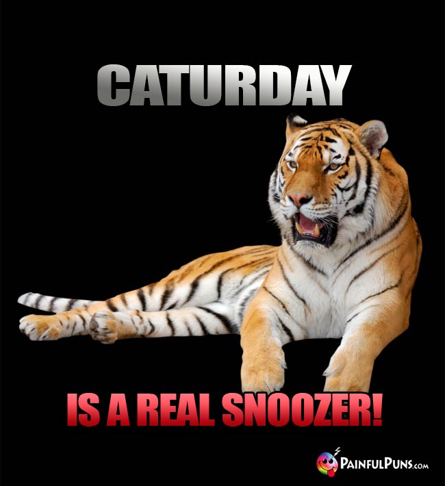 Tiger Says: Caturday is a real snoozer!