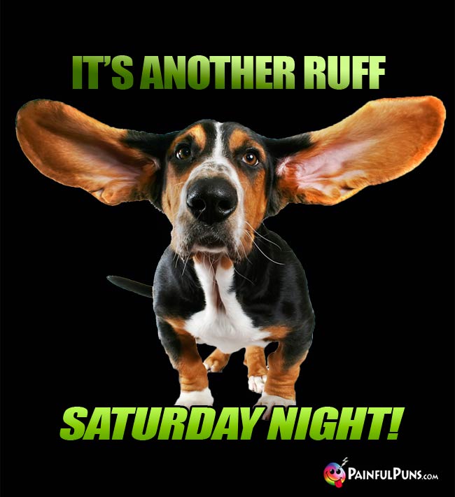Bassethound Dog says: It's Another Ruff Saturday Night!