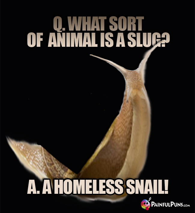 Q. What sort of animal is a slug? A. A homeless snail!
