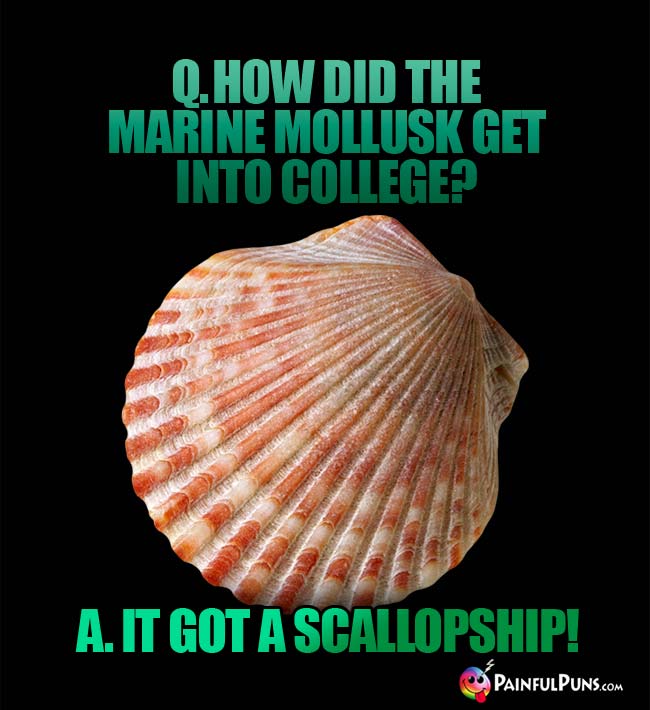 Q. How did the marine mollusk get into college? A. It got a scallopship!