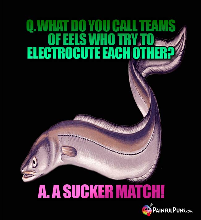 Q. What do you call teams of eels who try to electrocute each other? A. A sucker match!