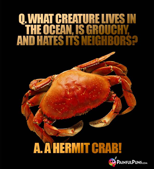Q. What creature lives in the ocean, is grouchy, and hates its neighbors? A. A hermit crab!