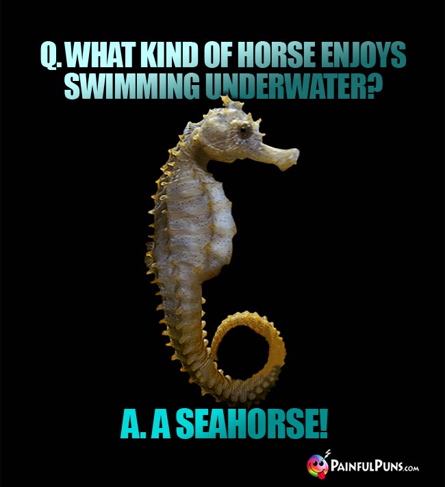 Q. What kind of horse enjoys swimming underwater? A. A seahorse!