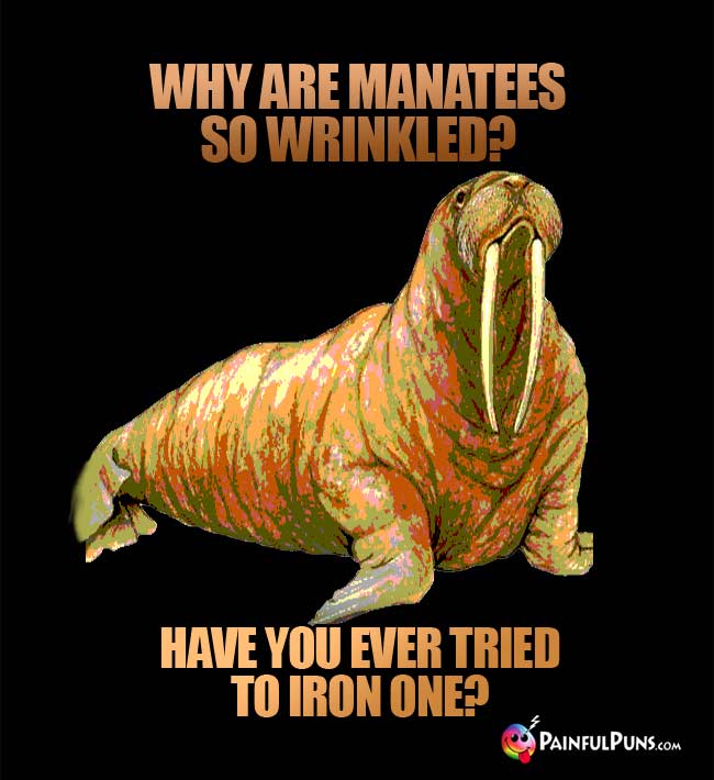 Q. Why are manatees so wrinkled? A. Have you ever tried to iron one?