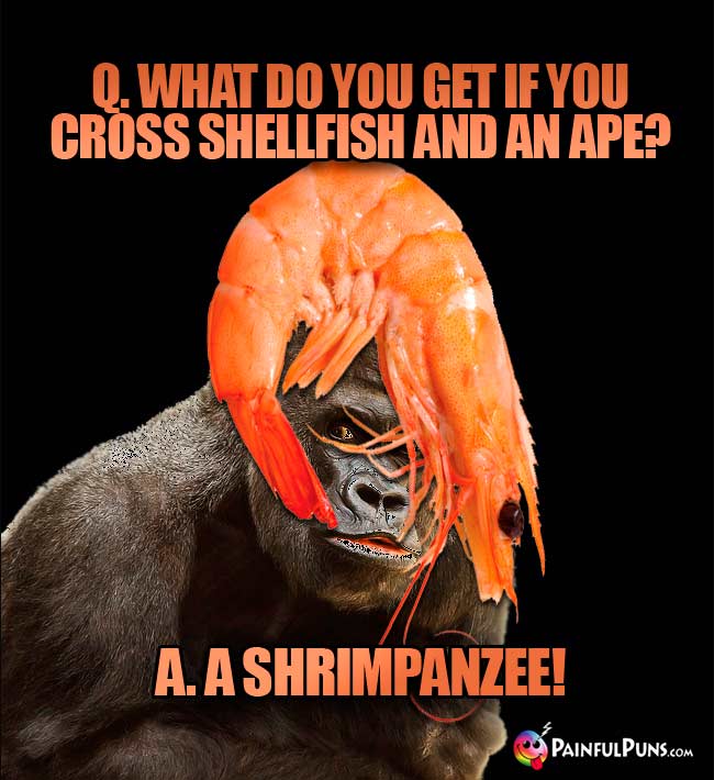 Q. What do you get if you cross shellfish and an ape? A. A Shrimpanzee!