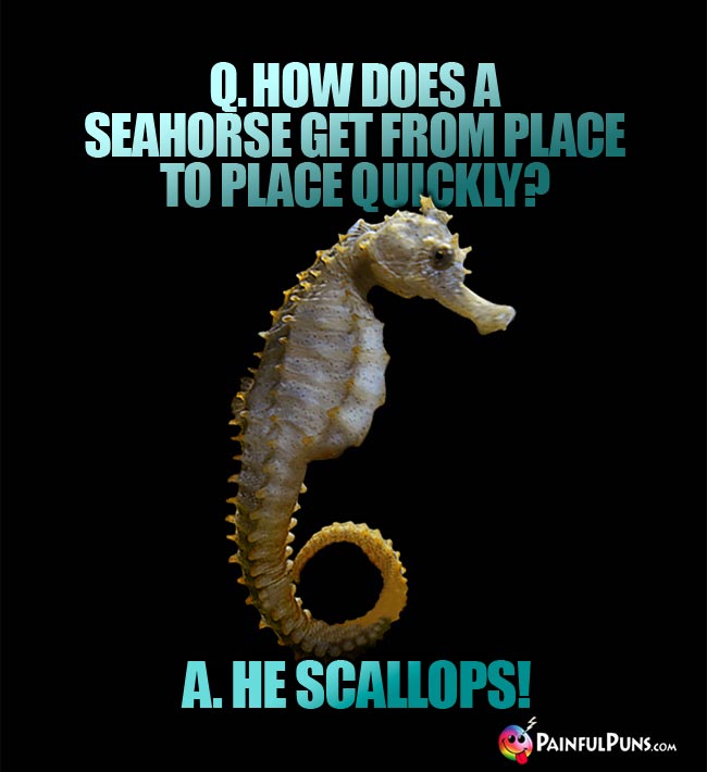 Q. How does a seahorse get from place to place quickkly? A. He Scallops!