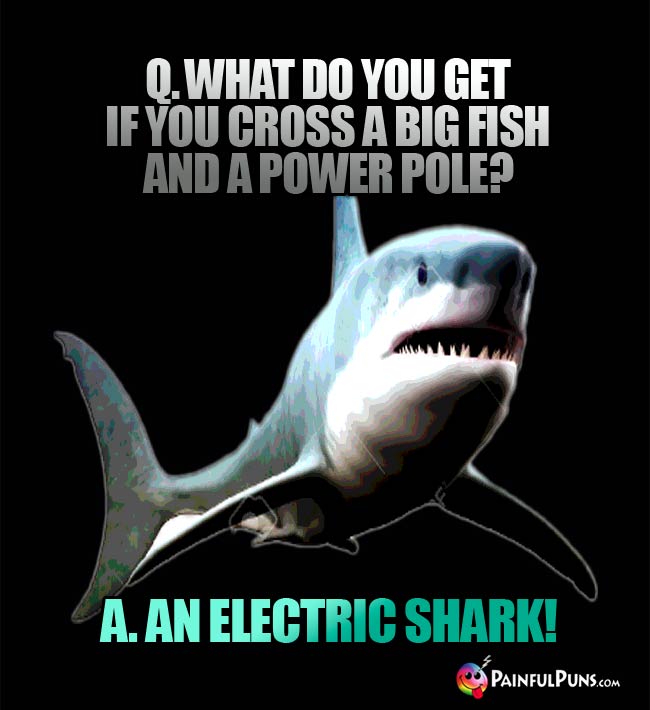 Q. What do you get if you cross a big fish and a power pole? a. An electric shark!