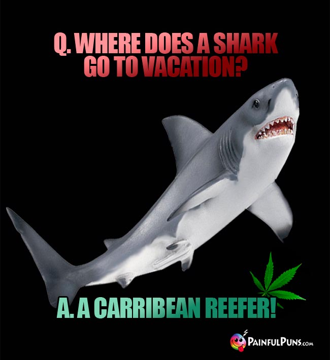 Q. Where does a shark go to vacation? A. A Carribean Reefer!