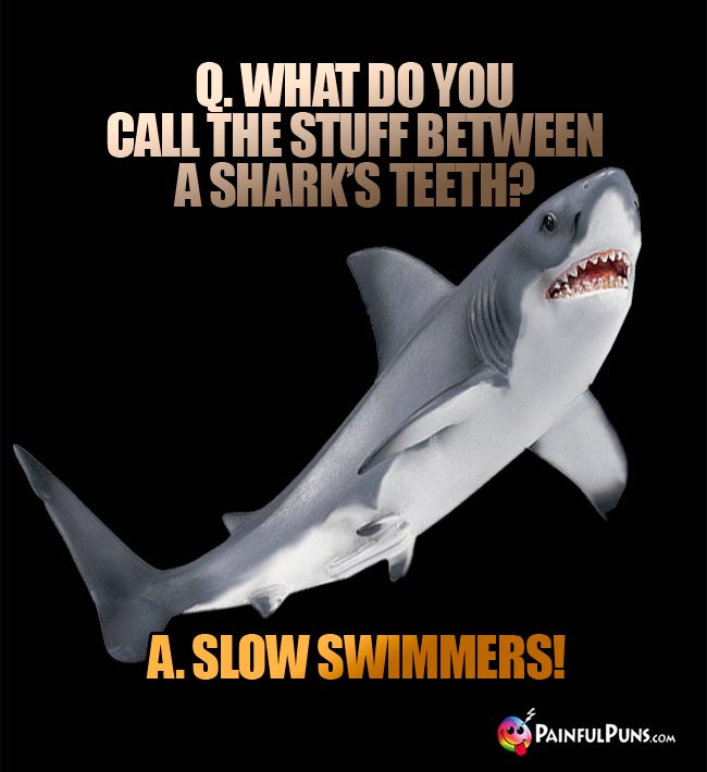 Q. What do you call the stuff between a shark's teeth? A. Slow swimmers!