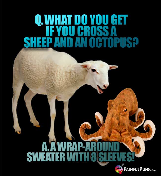 Q. What do you get if you cross a sheep and an octopus? A. A wrap-around sweater with 8 sleeves!