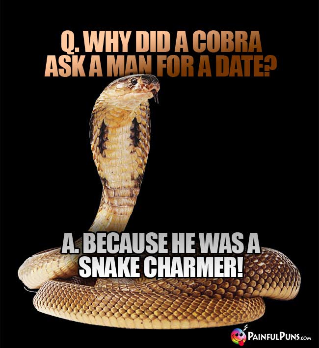 Q. Why did a cobra ask a man for a date? A. Because he was a snake charmer!