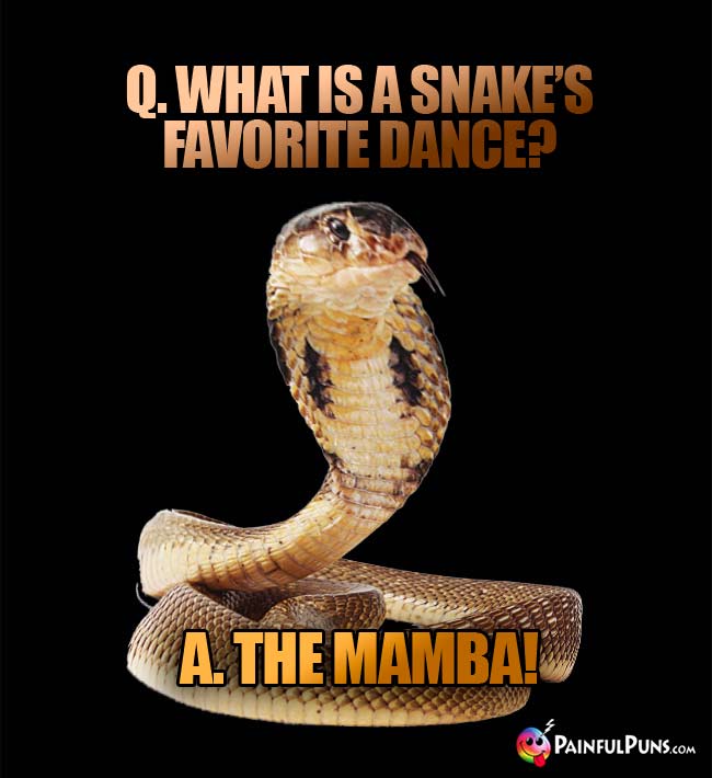 Q. What is a snake's favorite dance? A. The Mamba!