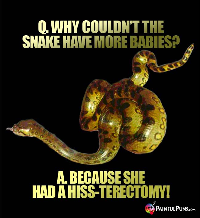 Q. Why couldn't the snake have more babies? A. Because she had a hiss-terectomy!