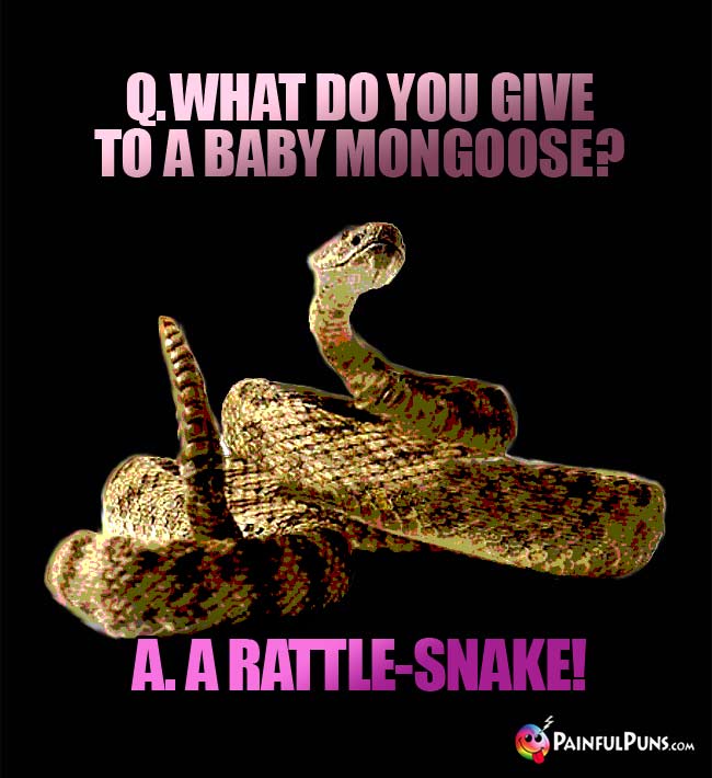 q. What do you give to a baby mongoose? A. A rattle-snake!