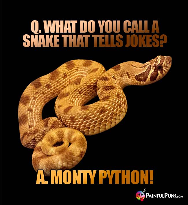 Q. What do you call a snake that tells jokes? A. Monty Python!
