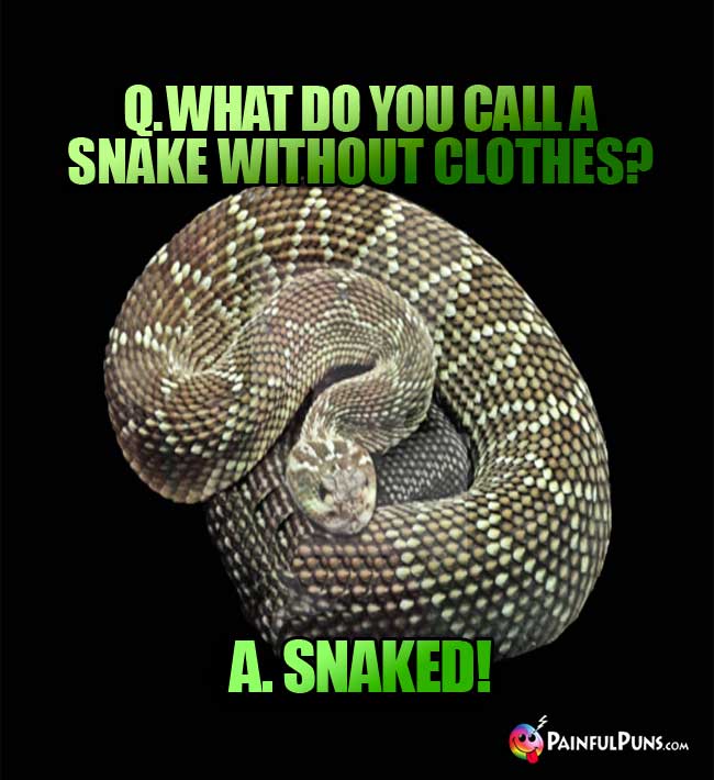 Q. What do you call a snake without clothes? A. Snaked!