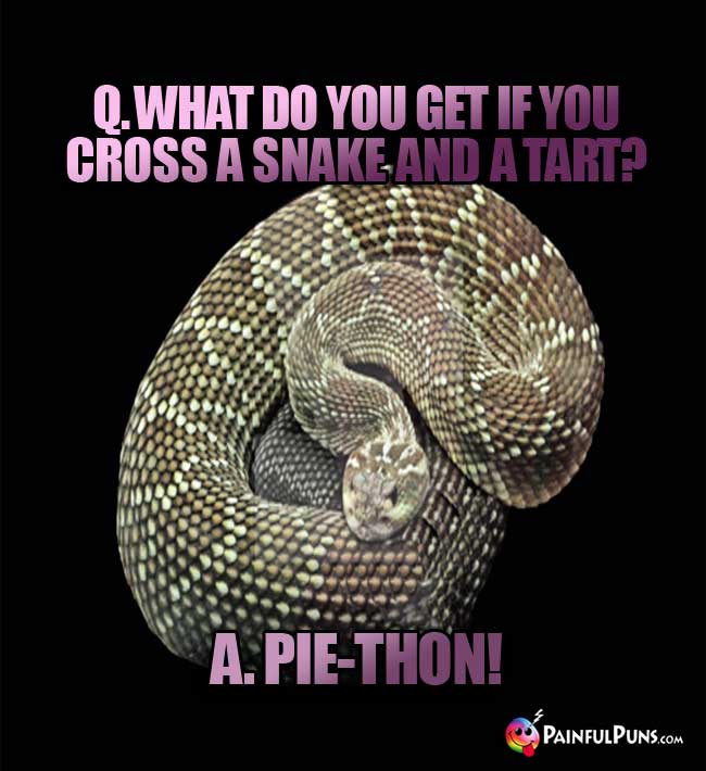 Q. What do you get if you cross a snake and a tart? A. Pie-Thon!