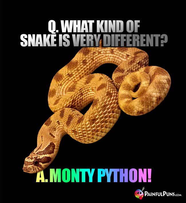 Q. What kind of snake is very different? A. Monty Python!