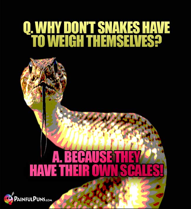 Q. Why don't snakes have to weigh themselves? A. because they have their own scales!