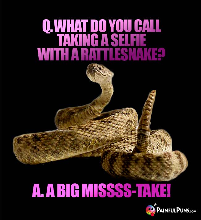 Snake Jokes, Python Puns, Viper Humor 2