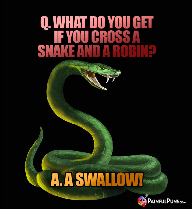 Q. What do you get if you cross a snake and a robin? A. A swallow!