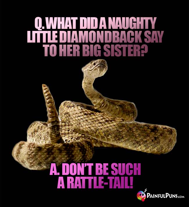 Q. What did a naughty little diamondback say to her big sister? A. Don't be such a rattle-tail!
