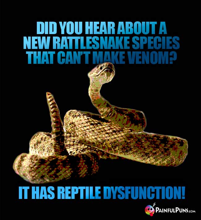 Did you hear about a new rattlesnake species that can't make venom? It has reptile dysfunction!