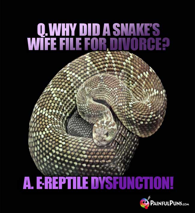 Q. Why did a snake's wife file for divorce? A. E-Reptile Dysfunction!