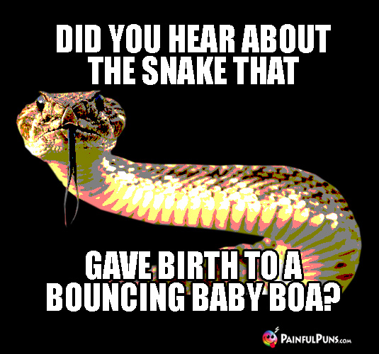 Animal Pun: Did you hear about the snake that gave birth to a bouncing baby boa? 