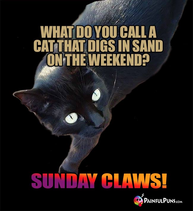 Q. What do you call a cat that digs in sand on the weekend? A. Sunday Claws!