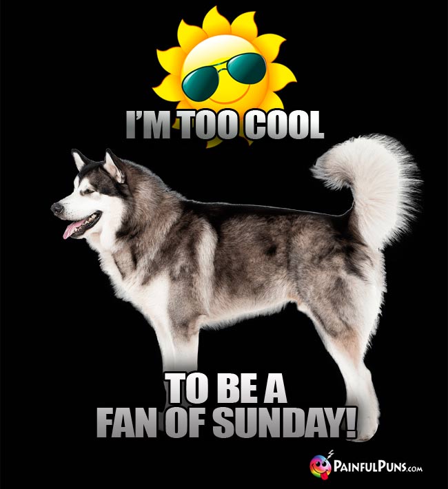 Alaskan Maamute Dog Says: I'm Too Cool To Be a Fan of Sunday!
